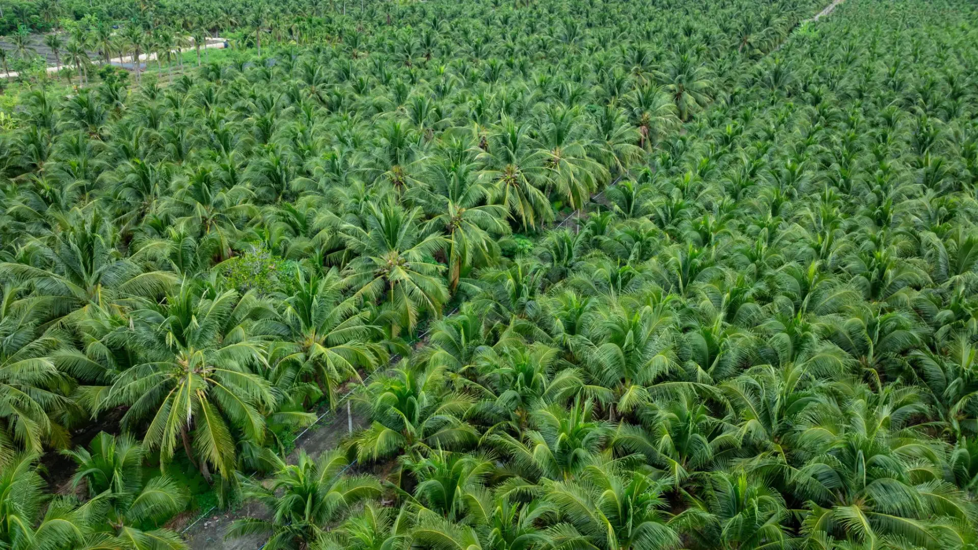 Aerial view of lush coconut palm plantation in Asia
